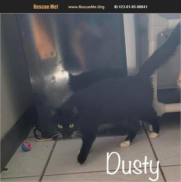 ADOPT 23010500041 Domestic Cat Rescue Titusville, FL