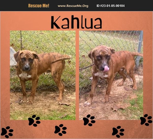 ADOPT 23010500104 Mountain Cur Rescue Benton, AR