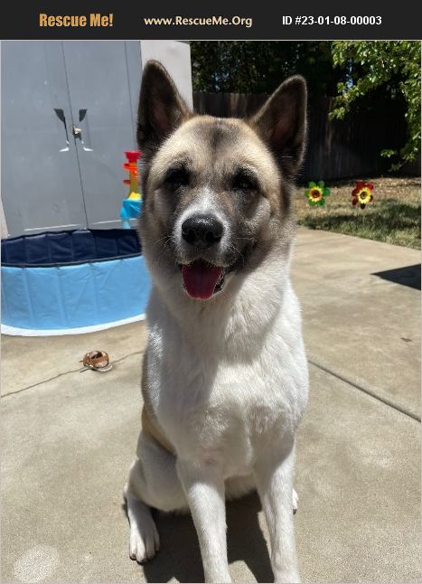 ADOPT 23010800003 ~ Akita Rescue ~ Sacramento, CA