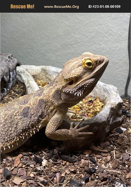 ADOPT 23010800109 ~ Reptile/Amphibian Rescue ~ Friendswood, TX