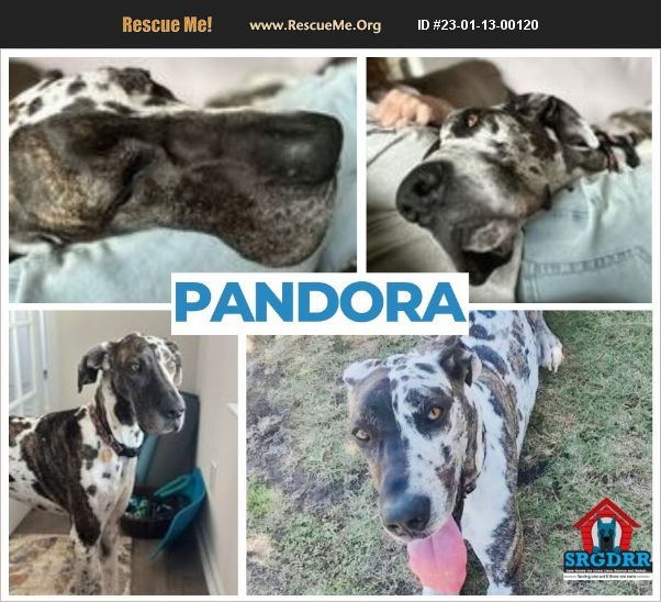 ADOPT 23011300120 Great Dane Rescue North Carolina