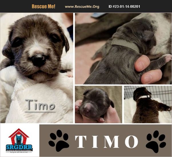 ADOPT 23011400201 Great Dane Rescue Indiana