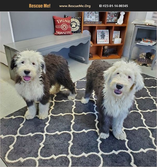 ADOPT 23011400345 Old English Sheepdog Rescue Denver, IN