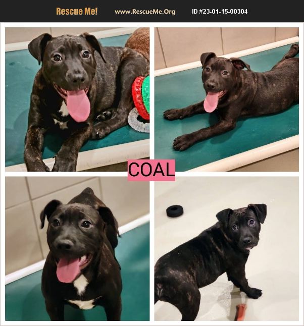 ADOPT 23011500304 Pit Bull Rescue Chicago, IL
