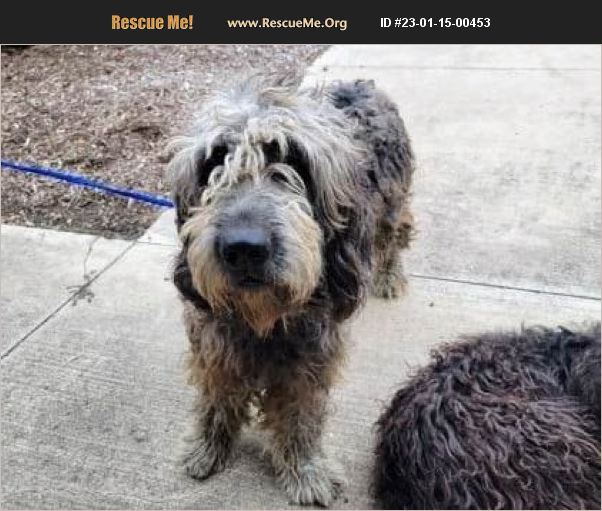 ADOPT 23011500453 Irish Wolfhound Rescue Seattle, WA