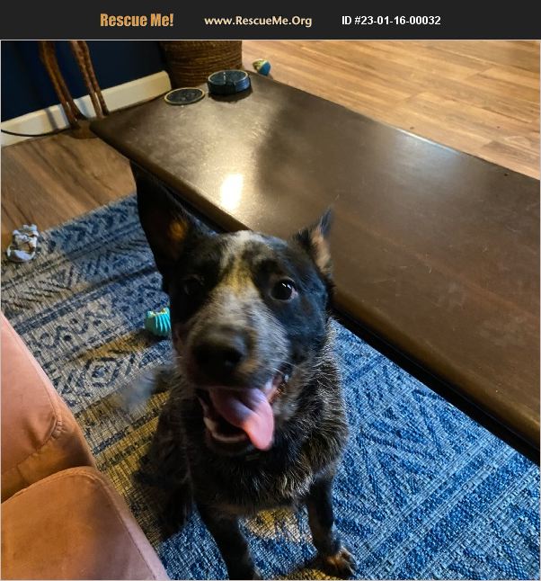 ADOPT 23011600032 Australian Cattle Dog Rescue WA