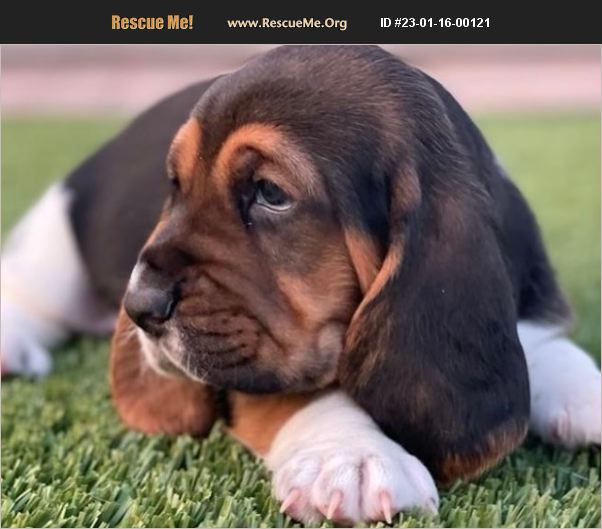 ADOPT 23011600121 Basset Hound Rescue Casa Grande, AZ