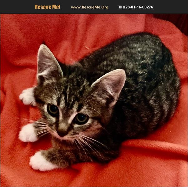 ADOPT 23011600276 Abyssinian Rescue Long Beach, CA