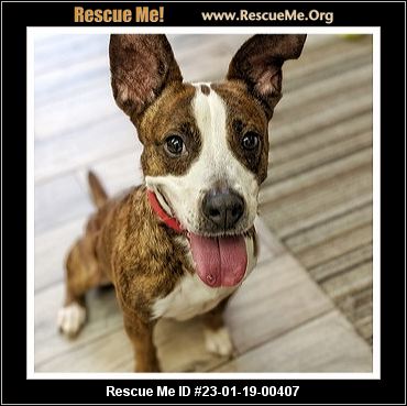 - Florida Corgi Rescue - ADOPTIONS - Rescue Me!