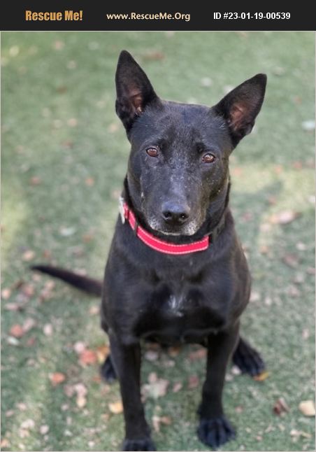 Adopt 23011900539 ~ Australian Kelpie Rescue ~ Scottsdale Az 