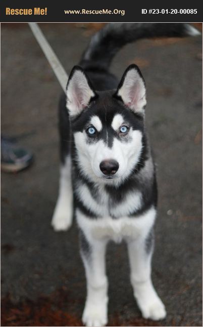 Adopt Siberian Husky Rescue Cookeville Tn