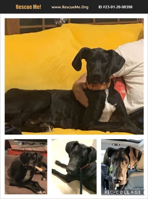 Adopt Great Dane Rescue Nashville Tn