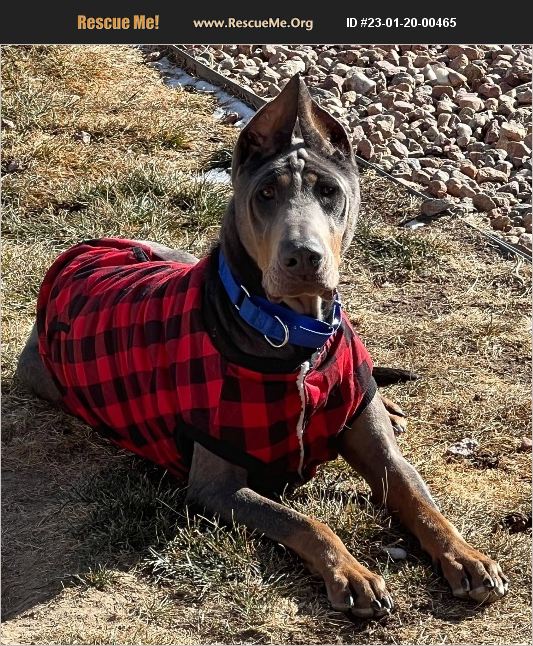 ADOPT 23012000465 Doberman Pinscher Rescue Fountain, CO