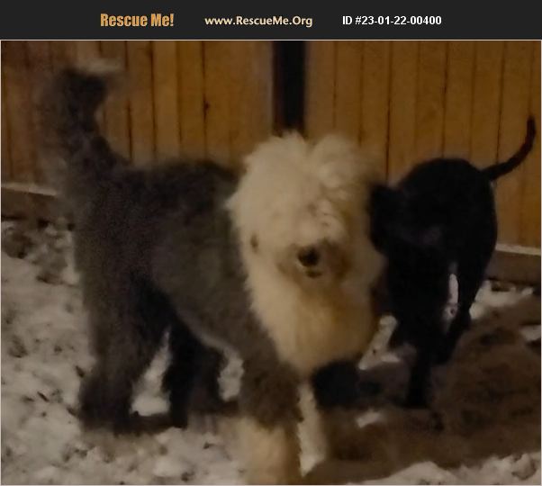 ADOPT 23012200400 Old English Sheepdog Rescue Englewood, CO
