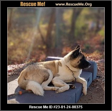 - Georgia Akita Rescue - ADOPTIONS - Rescue Me!