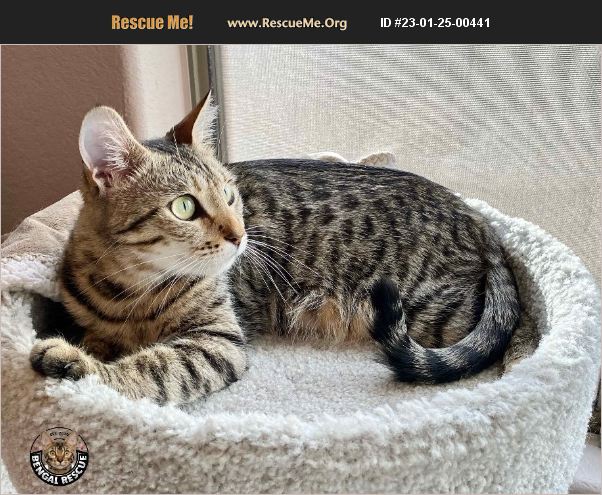 Adopt 23012500441 ~ Bengal Rescue ~ Clark County Nv