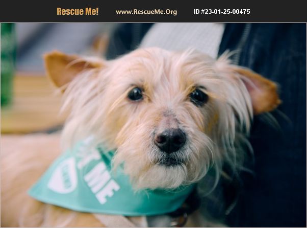 ADOPT 23012500475 Fox Terrier Rescue Los Angeles, CA