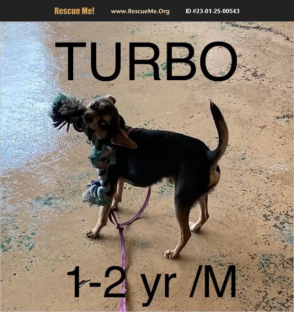 ADOPT 23012500543 Chihuahua Rescue Spring Hill, FL