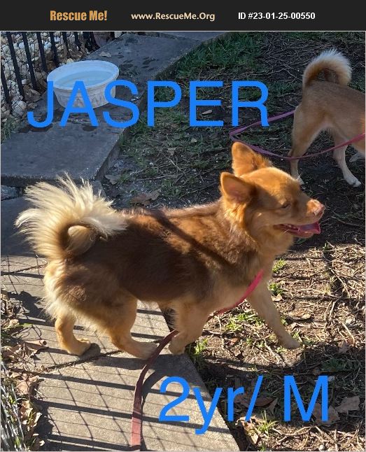 ADOPT 23012500550 Pomeranian Rescue Spring Hill, FL