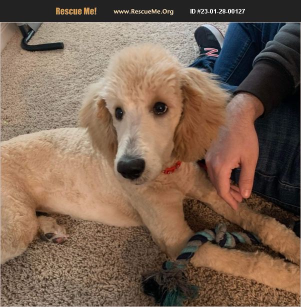 ADOPT 23012800127 Poodle Rescue San Antonio, TX