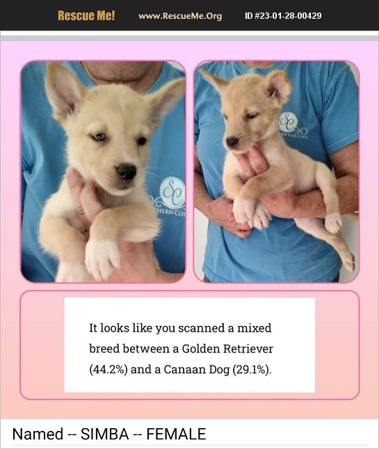 ADOPT 23012800429 Golden Retriever Rescue Hattiesburg, MS