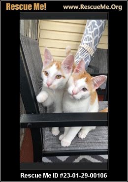 New Jersey Cat Rescue - ADOPTIONS - Rescue Me! New Jersey Cat Rescue - ADOPTIONS - Rescue Me!