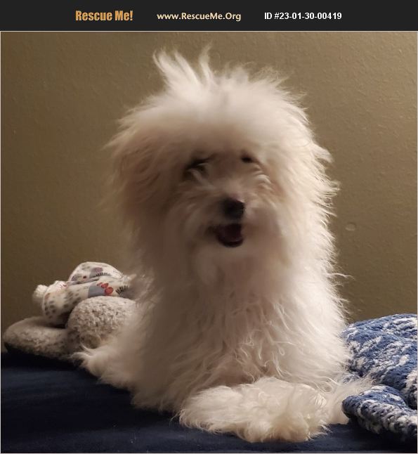 ADOPT 23013000419 ~ Old English Sheepdog Rescue ~ Moreno valley, CA