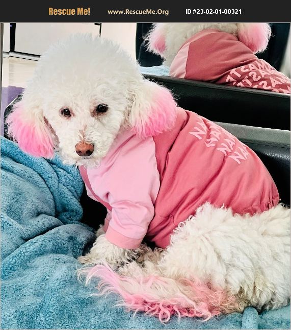 Poodle Rescue Los Angeles