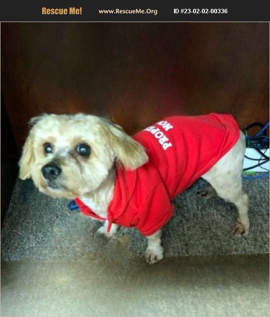 ADOPT 23020200336 Yorkie Rescue Bedford Hills, NY