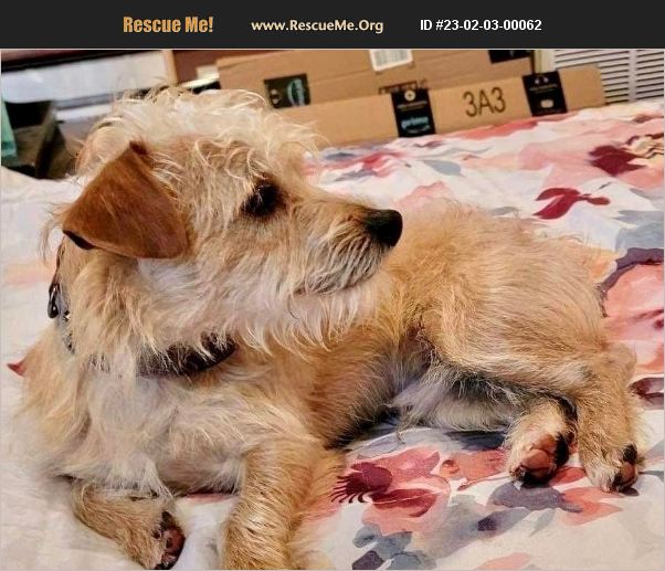 ADOPT 23020300062 Norwich Terrier Rescue Raleigh, NC