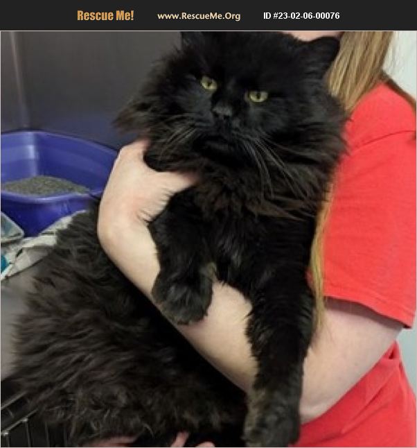 ADOPT 23020600076 Maine Coon Rescue Charleston, WV