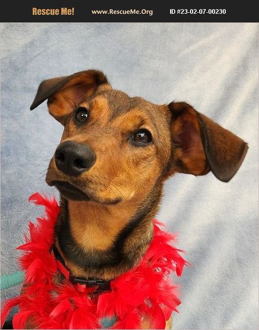 ADOPT 23020700230 Dachshund Rescue Mecklenburg County, NC