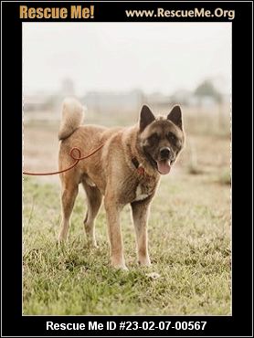 - Texas Akita Rescue - ADOPTIONS - Rescue Me!