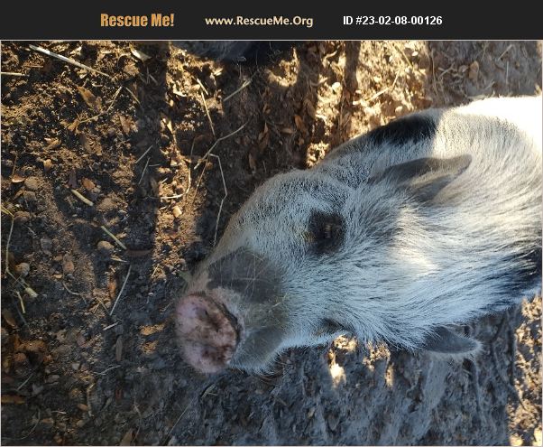 ADOPT 23020800126 ~ Farm Animal Rescue ~ dade city, FL