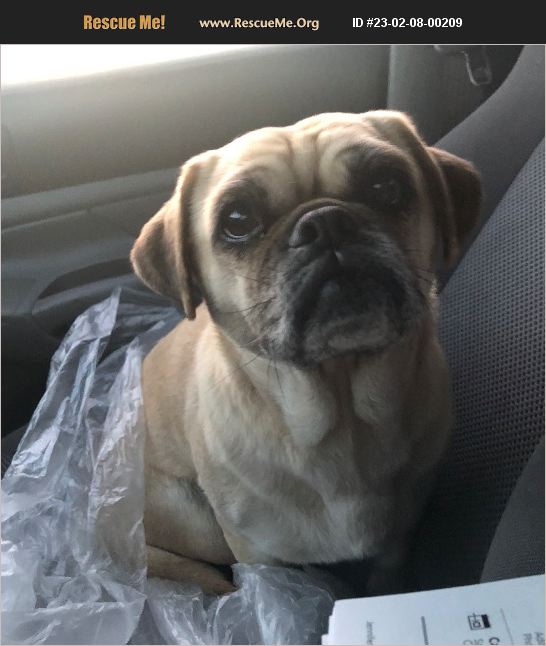 ADOPT 23020800209 Pug Rescue Tucson, AZ