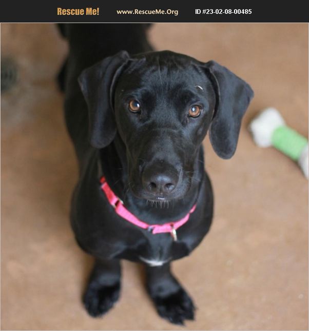 ADOPT 23020800485 Basset Hound Rescue Dripping Springs, TX