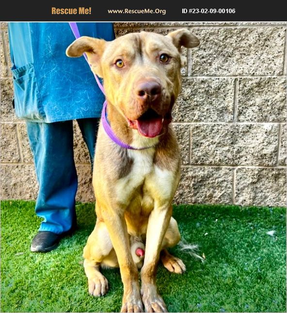 ADOPT 23020900106 Pit Bull Rescue Moreno Valley, CA
