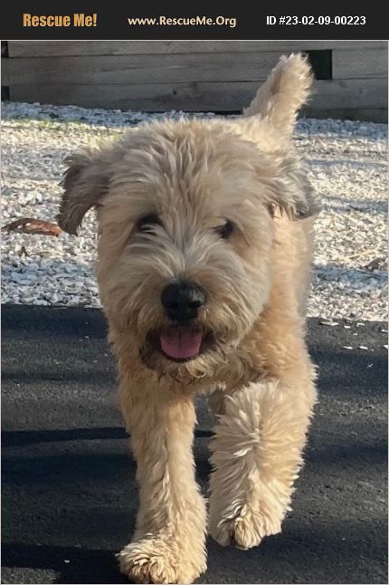 Adopt 23020900223 ~ Soft Coated Wheaten Terrier Rescue ~ Chatham, Ma