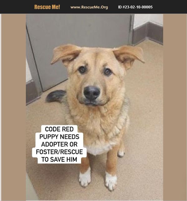 ADOPT 23021000005 Australian Shepherd Rescue Apple Valley, CA