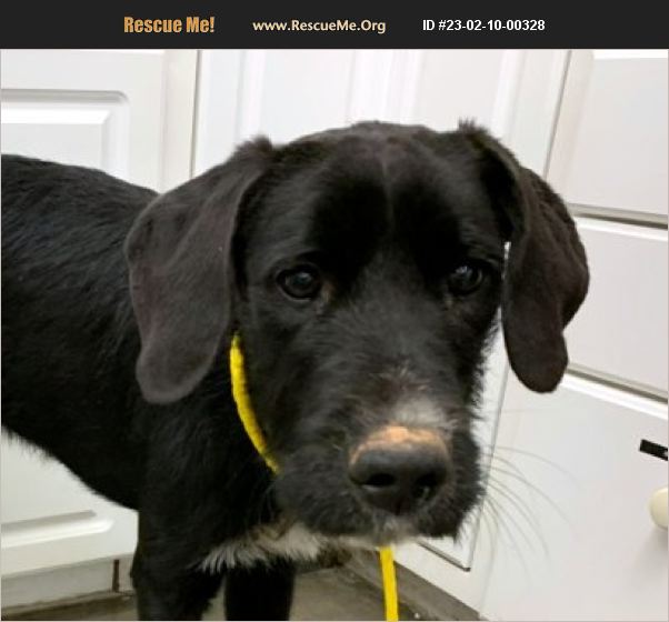 ADOPT 23021000328 Lab Rescue Bedford Hills, NY