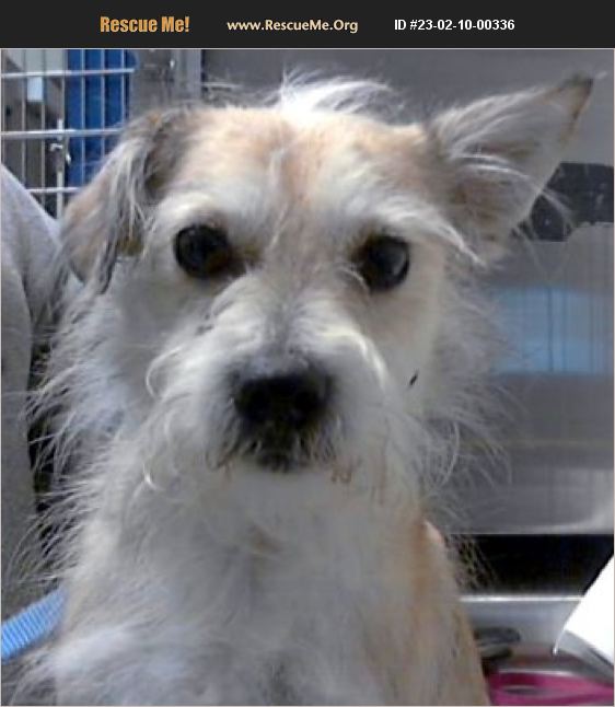 ADOPT 23021000336 Fox Terrier Rescue Bedford Hills, NY
