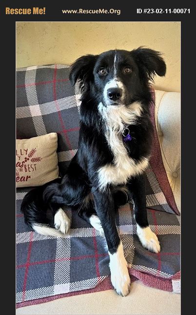 Adopt 23021100071 ~ Border Collie Rescue ~ Colorado