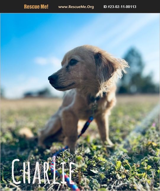 ADOPT 23021100113 Dachshund Rescue Rentz, GA