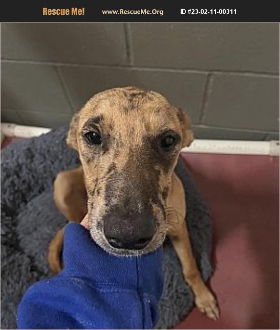 ADOPT 23021100311 Whippet Rescue Rockport, TX