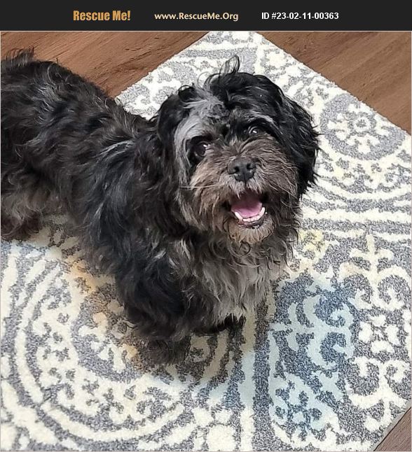 ADOPT 23021100363 Shih Tzu Rescue Lebanon, PA