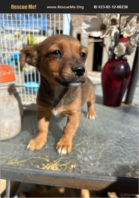 Adopt 23021200238 ~ Chihuahua Rescue ~ Phoenix Az