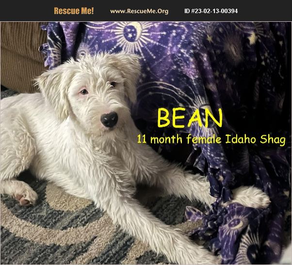ADOPT 23021300394 Old English Sheepdog Rescue Boise, ID