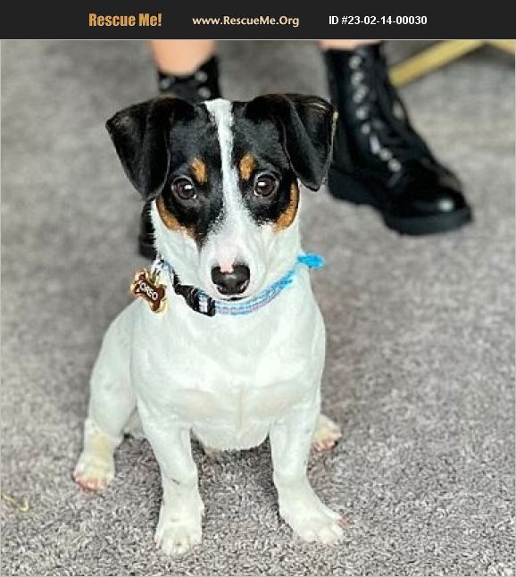 ADOPT 23021400030 Jack Russell Rescue Brick, NJ