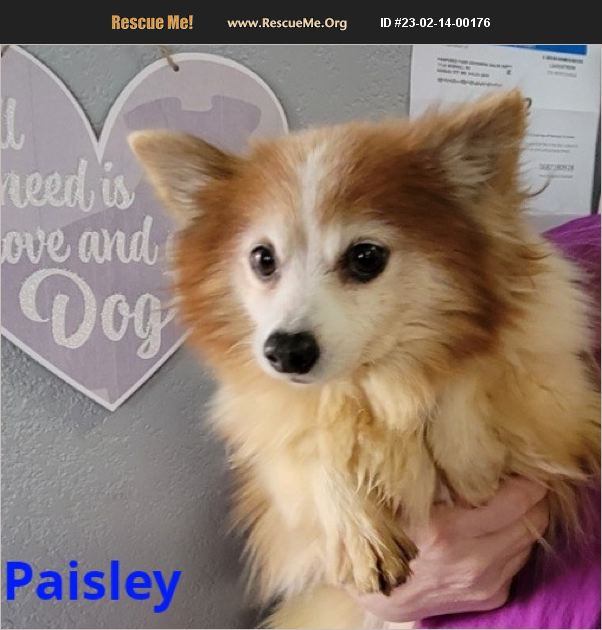 ADOPT 23021400176 Pomeranian Rescue kansas city, MO