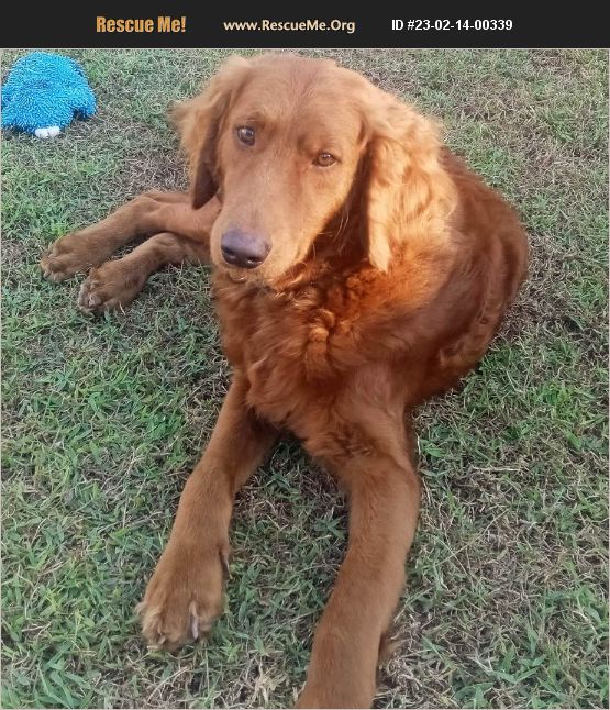 ADOPT 23021400339 Golden Retriever Rescue Lakeland, FL